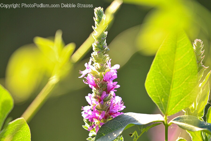 Plant, Lupin, Flower, Blossom, Pollen