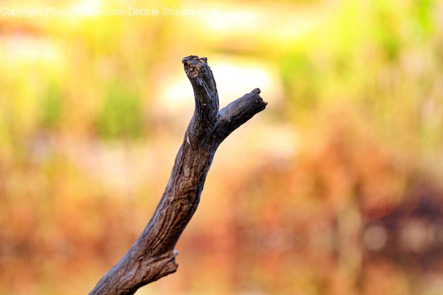 Wood, Driftwood, Lizard, Reptile, Animal