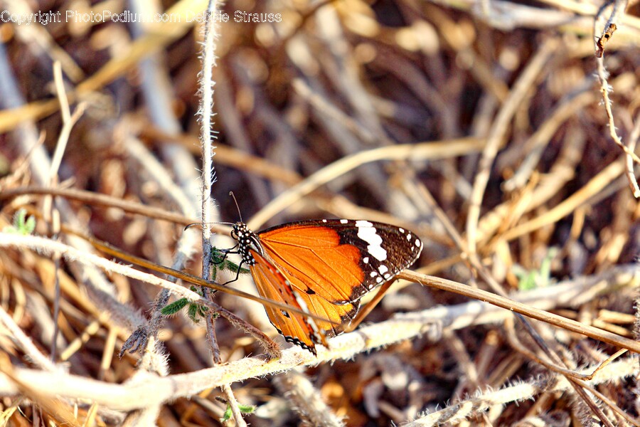 Monarch, Butterfly, Insect, Invertebrate, Animal