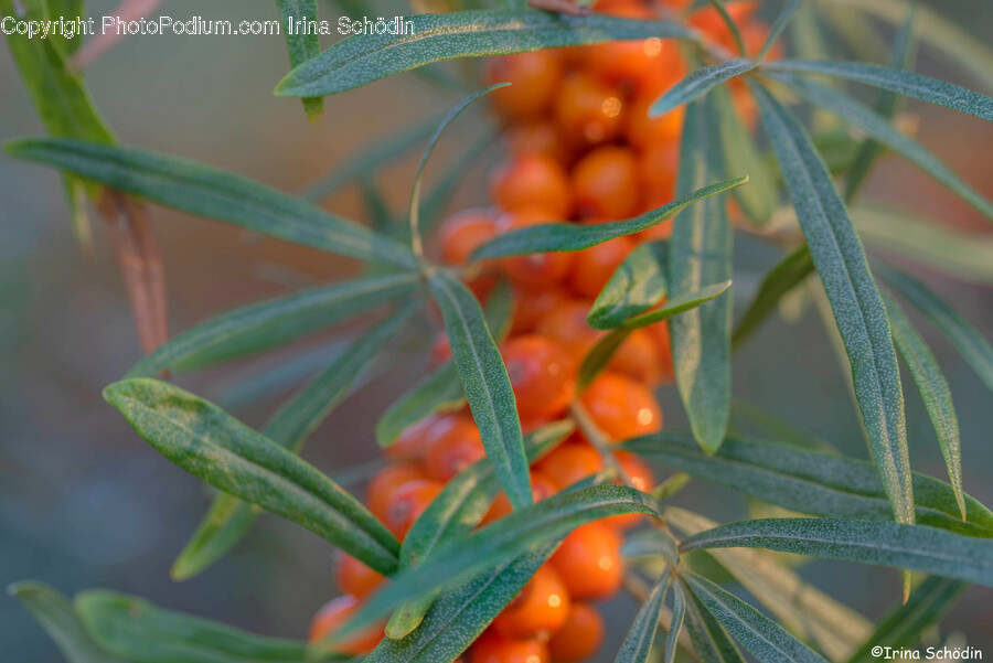 Plant, Fruit, Food, Produce, Persimmon