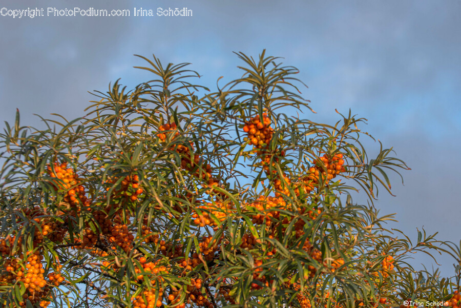 Plant, Produce, Food, Persimmon, Fruit