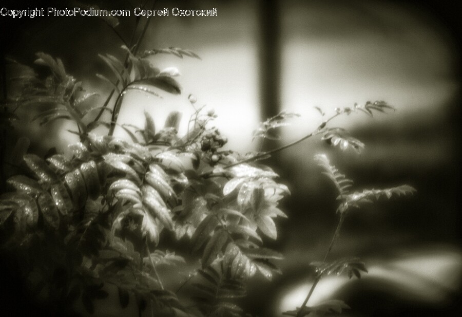 Leaf, Plant, Tree, Flower, Blossom