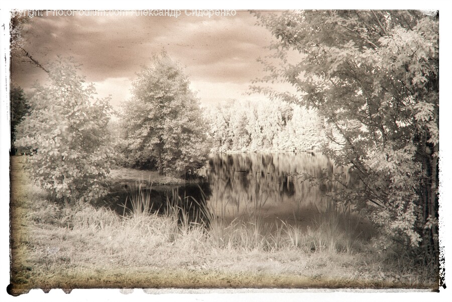 Nature, Outdoors, Tree, Plant, Ice