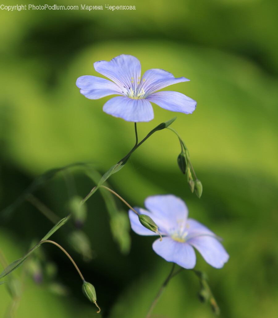 Geranium, Plant, Flower, Blossom, Flax