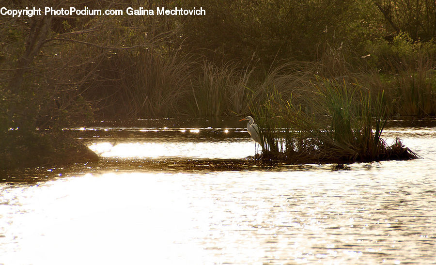 Land, Marsh, Pond, Swamp, Water, Plant, Vegetation