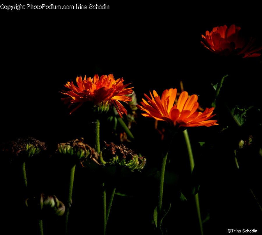 Plant, Flower, Blossom, Daisy, Daisies