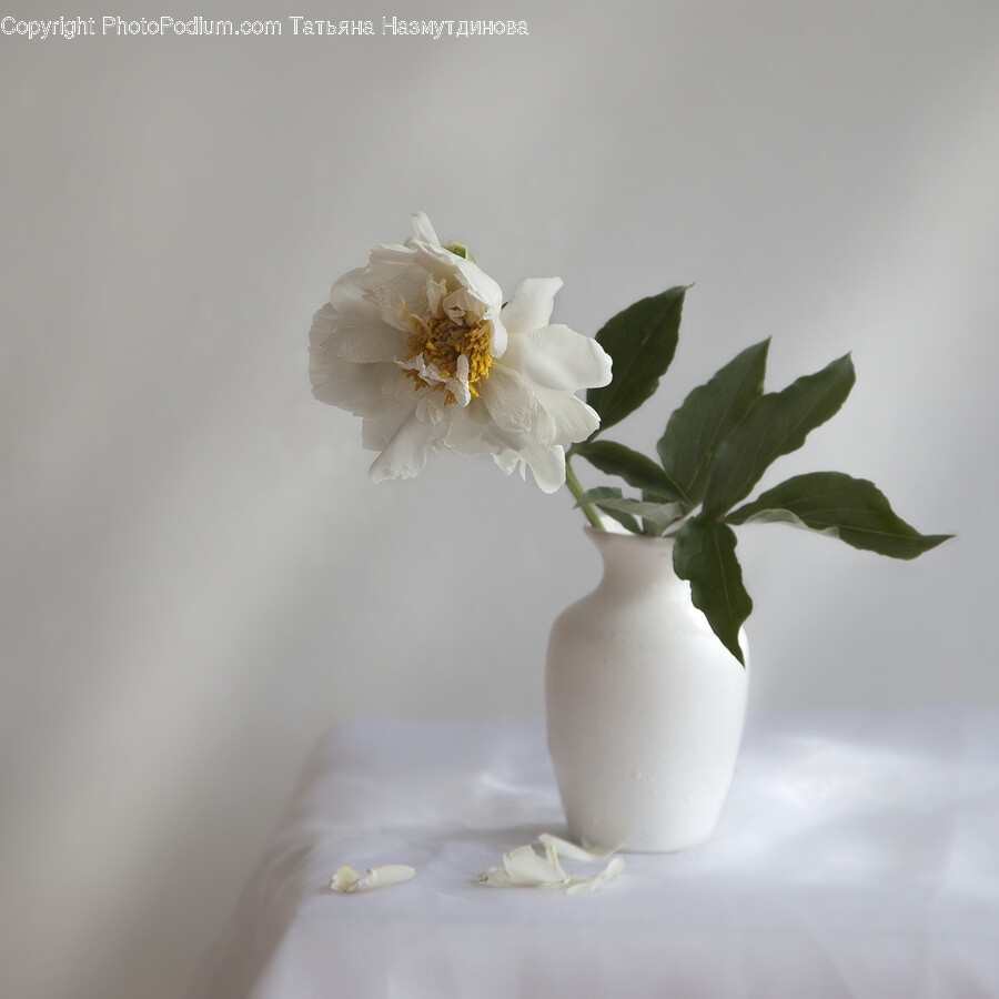 Plant, Flower, Blossom, Pollen, Flower Arrangement