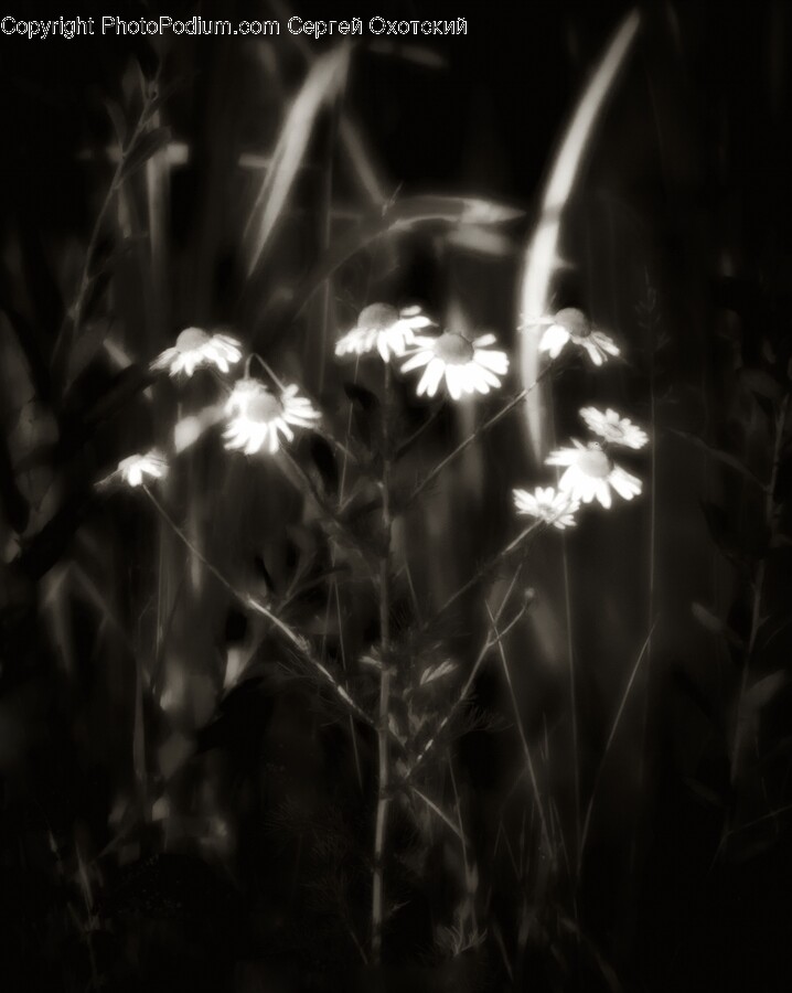 Plant, Nature, Outdoors, Flower, Blossom