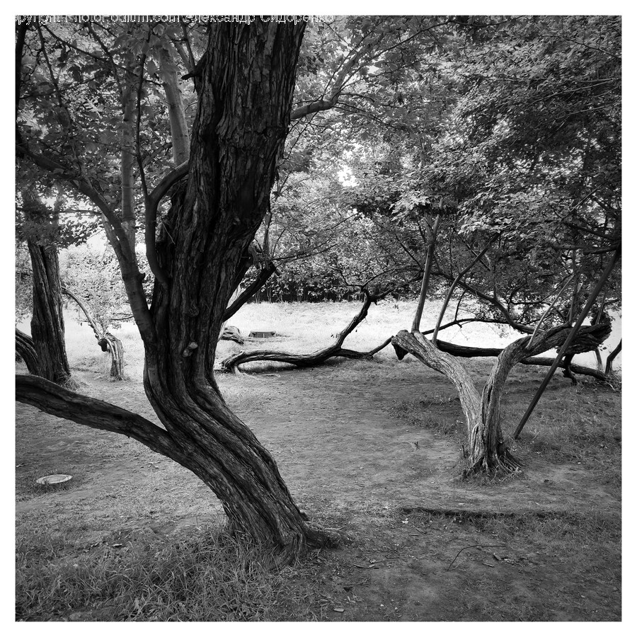 Tree, Plant, Tree Trunk, Ground, Painting