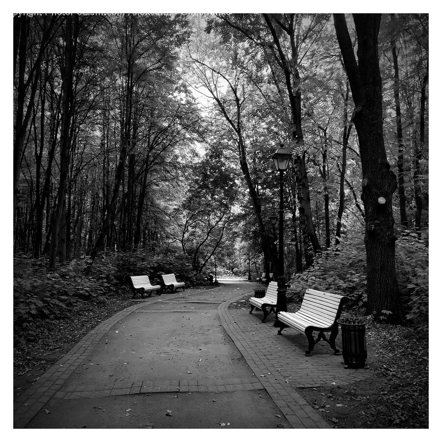 Furniture, Bench, Park Bench