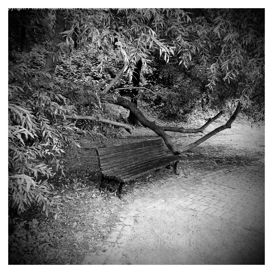 Nature, Tree, Plant, Outdoors, Water