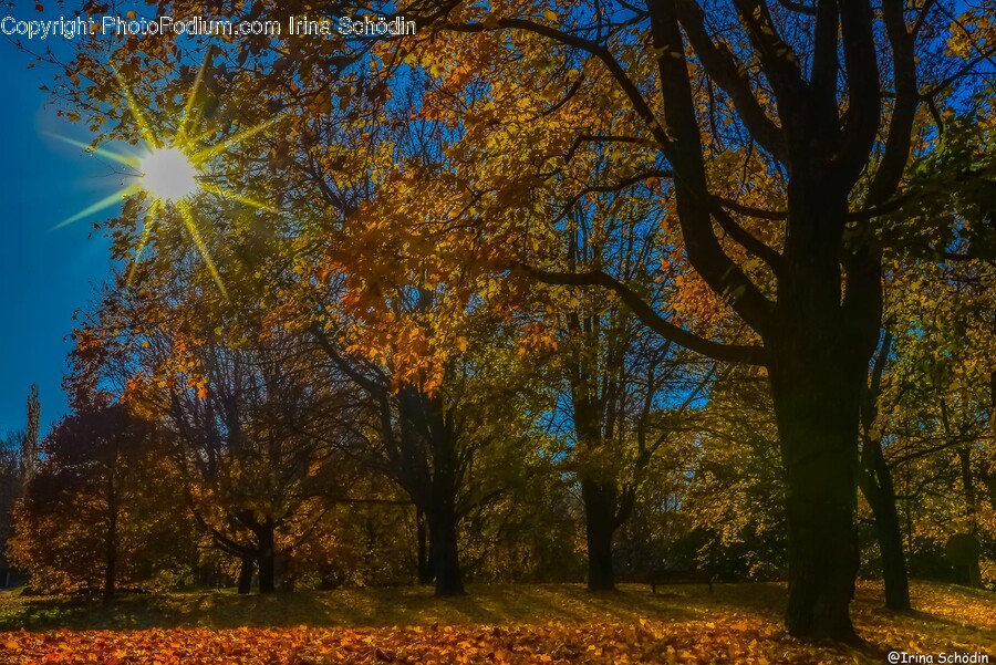 Tree Trunk, Tree, Plant, Flare, Light