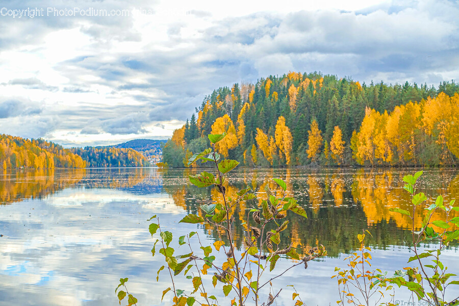 Tree, Plant, Conifer, Larch, Fir