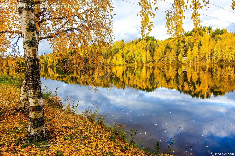 Tree, Plant, Outdoors, Water, Nature
