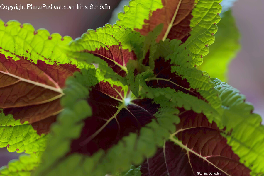 Veins, Leaf, Plant