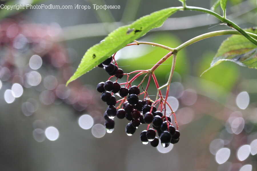 Plant, Fruit, Food, Bird, Animal