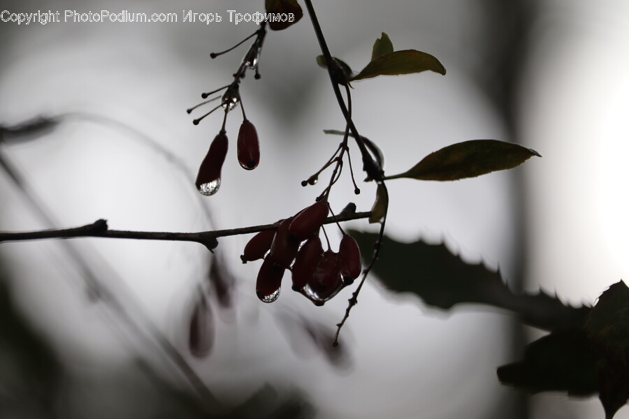 Plant, Leaf, Fruit, Food, Tree