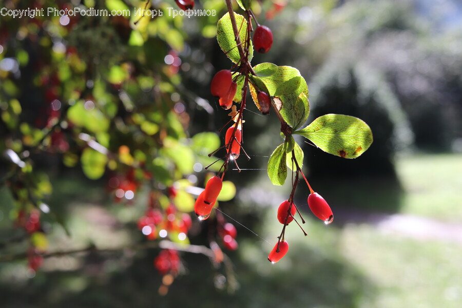 Plant, Food, Fruit, Leaf, Cherry