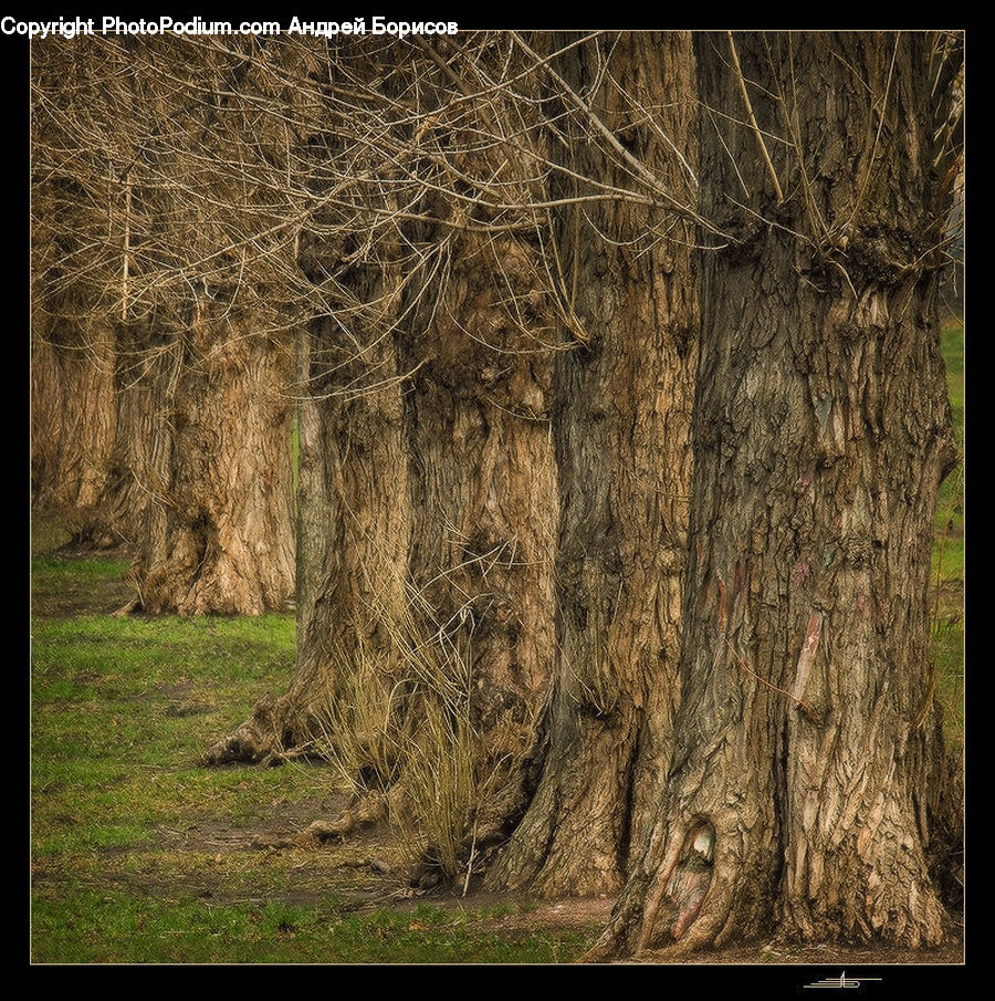 Plant, Tree, Willow, Field, Grass, Grassland, Conifer
