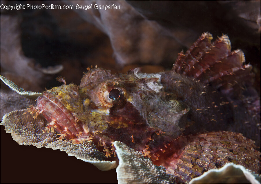 Sea Life, Animal, Aquatic, Water, Conch