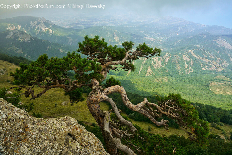 Nature, Outdoors, Plant, Scenery, Landscape