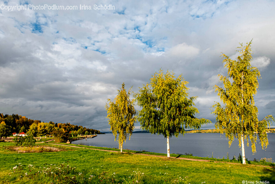Nature, Grass, Plant, Outdoors, Tree