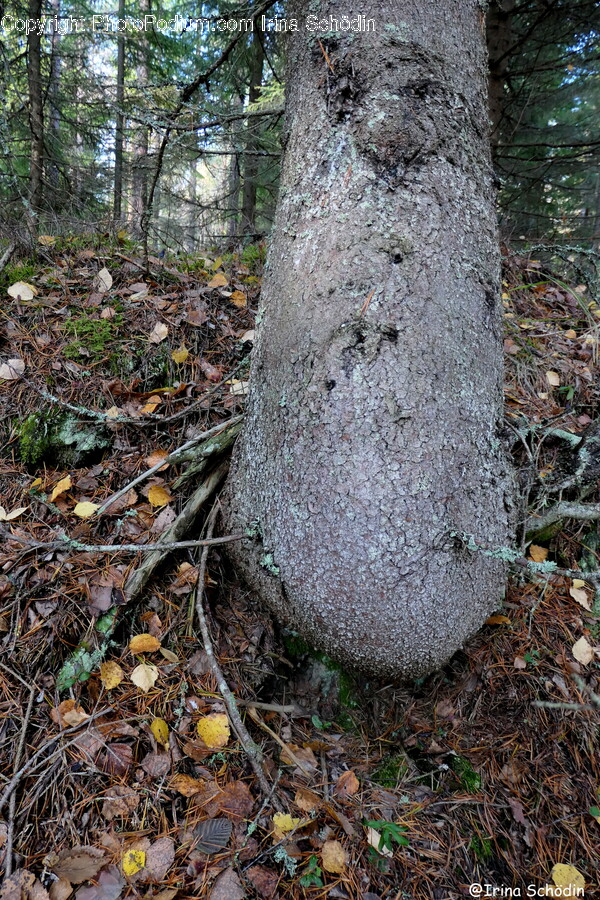 Ground, Tree, Plant, Tree Trunk