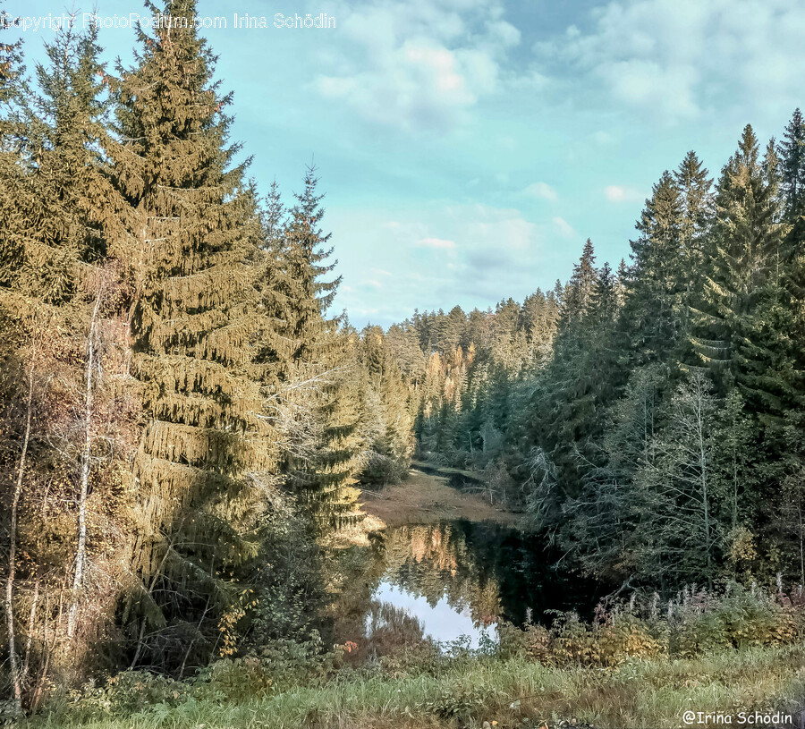 Tree, Plant, Fir, Abies, Conifer