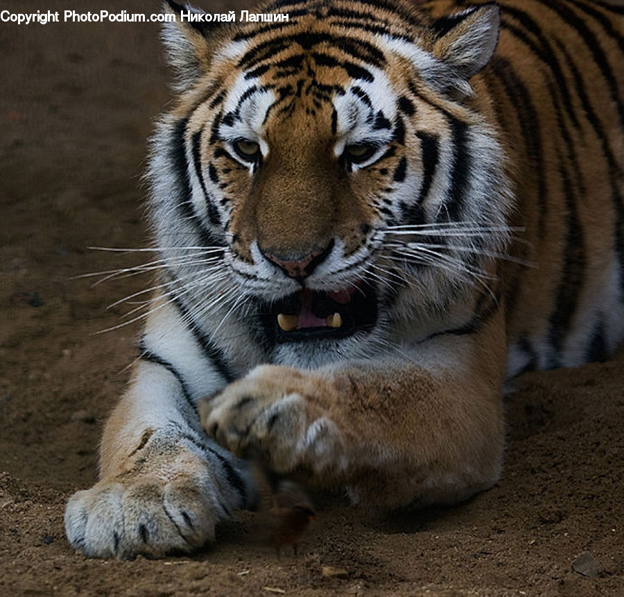 Animal, Mammal, Tiger