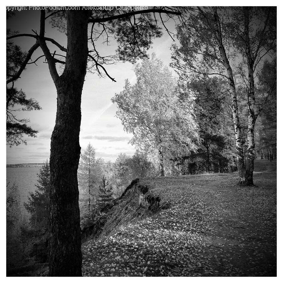 Tree, Plant, Tree Trunk, Ground