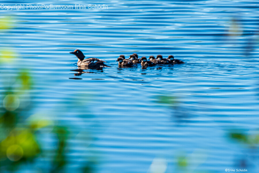 Water, Outdoors, Bird, Animal, Ripple