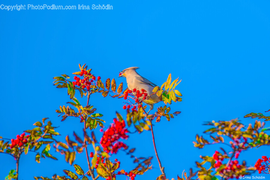 Bird, Animal, Jay, Bluebird, Leaf