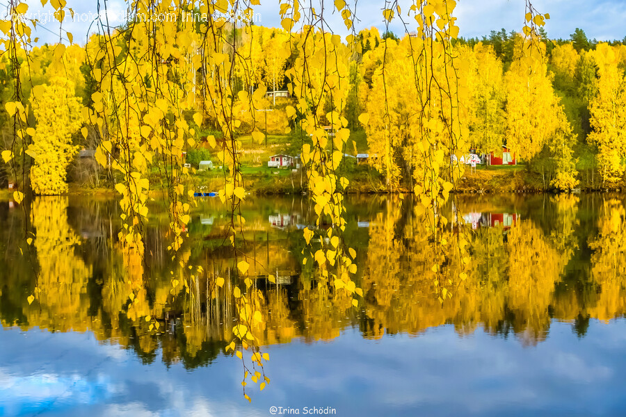 Tree, Plant, Flower, Blossom, Mimosa