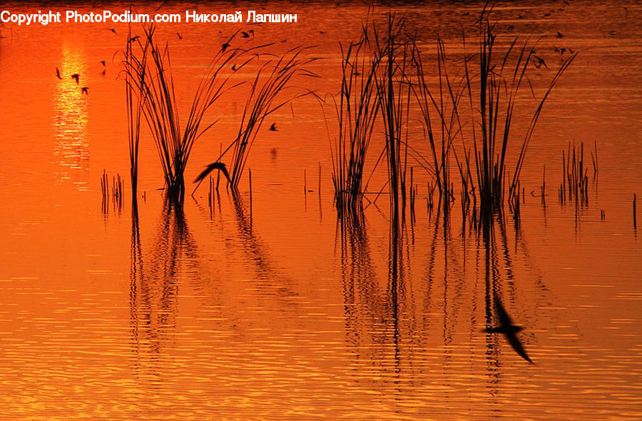 Grass, Plant, Reed, Outdoors, Ripple, Water, Field