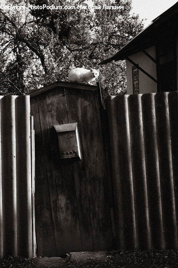 Animal, Mammal, Possum, Rodent, Squirrel, Fence, Adorable