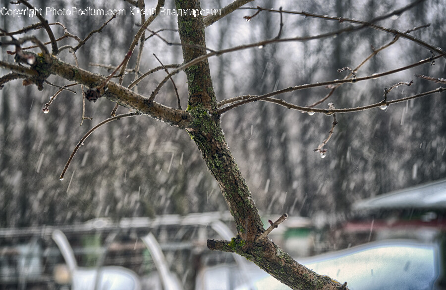 Tree, Plant, Tree Trunk, Animal, Bird