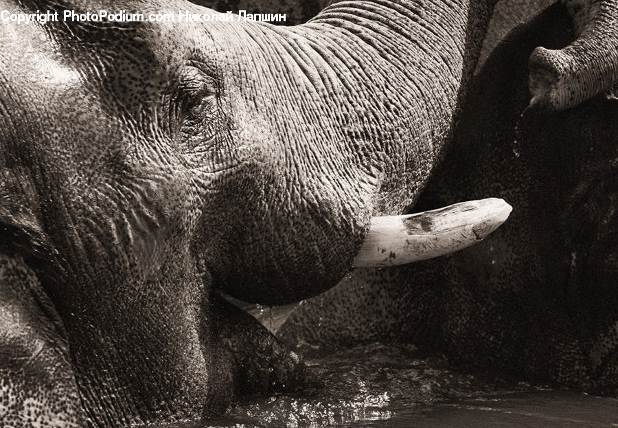 Animal, Elephant, Mammal, Finger, Outdoors, Sand, Soil