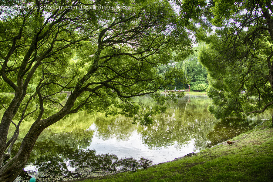 Tree, Plant, Water, Outdoors, Grass