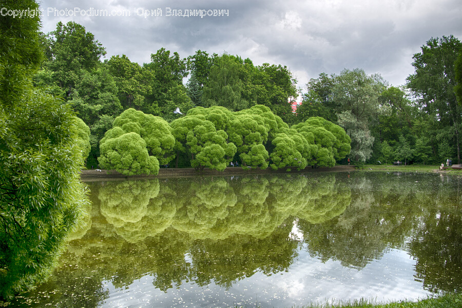 Nature, Water, Outdoors, Pond, Vegetation