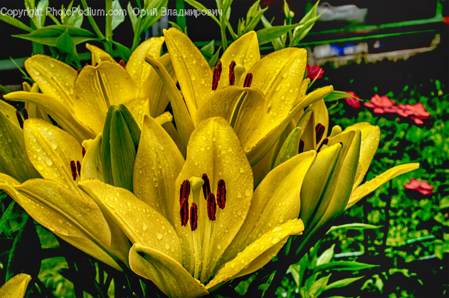 Plant, Flower, Blossom, Lily, Pollen