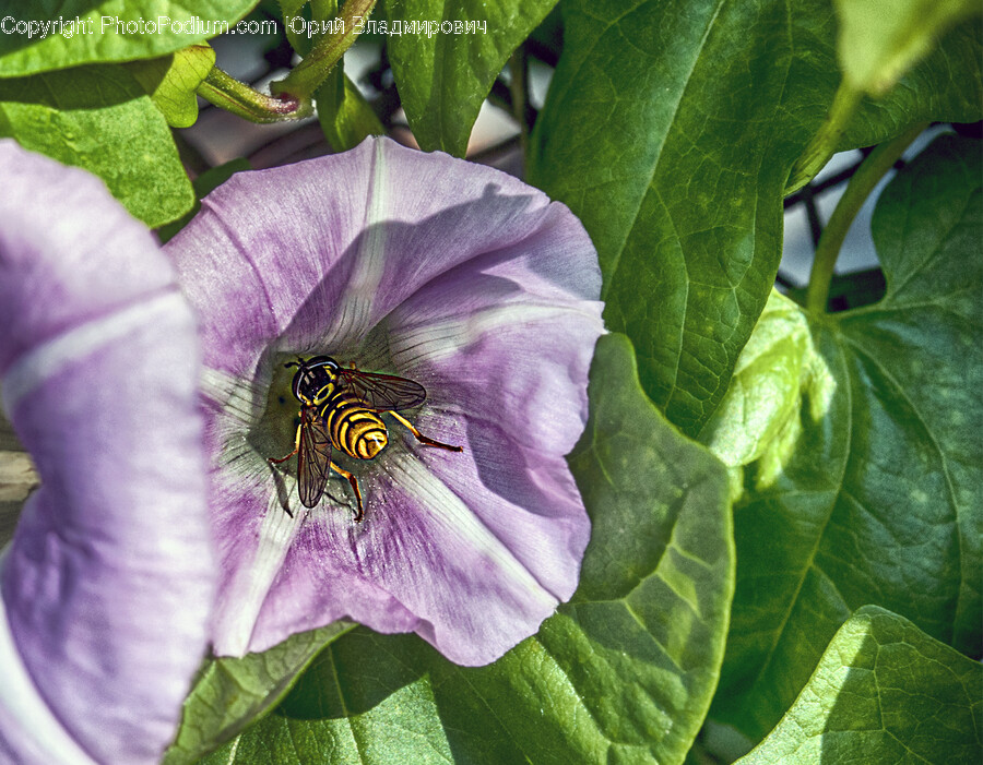 Honey Bee, Bee, Animal, Invertebrate, Insect