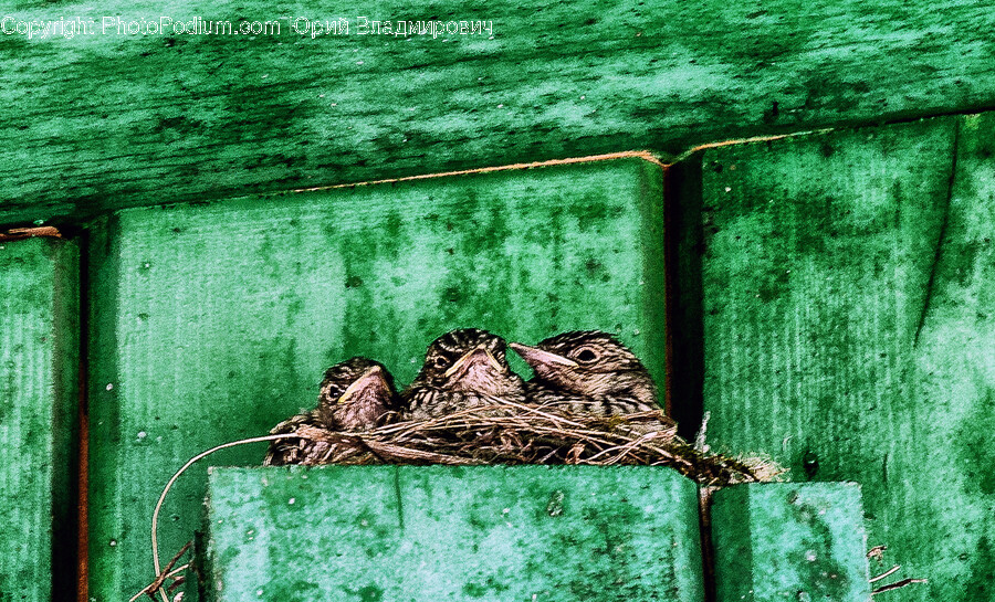 Nest, Bird Nest, Lizard, Animal, Reptile