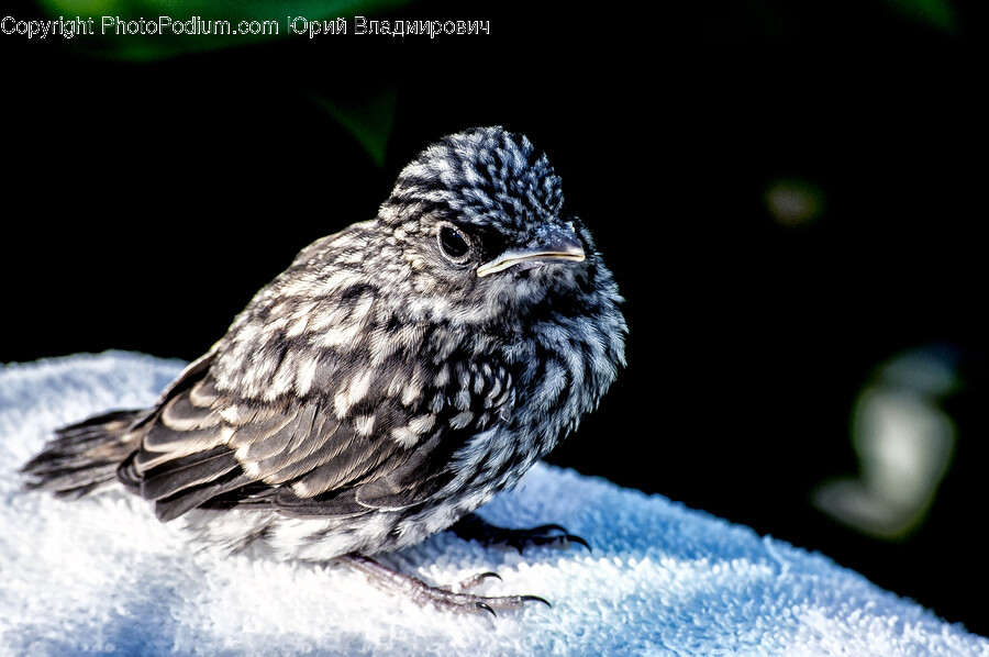 Bird, Animal, Blackbird, Agelaius, Beak