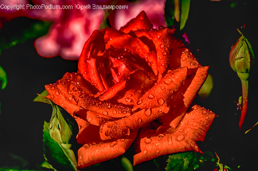 Rose, Plant, Flower, Blossom