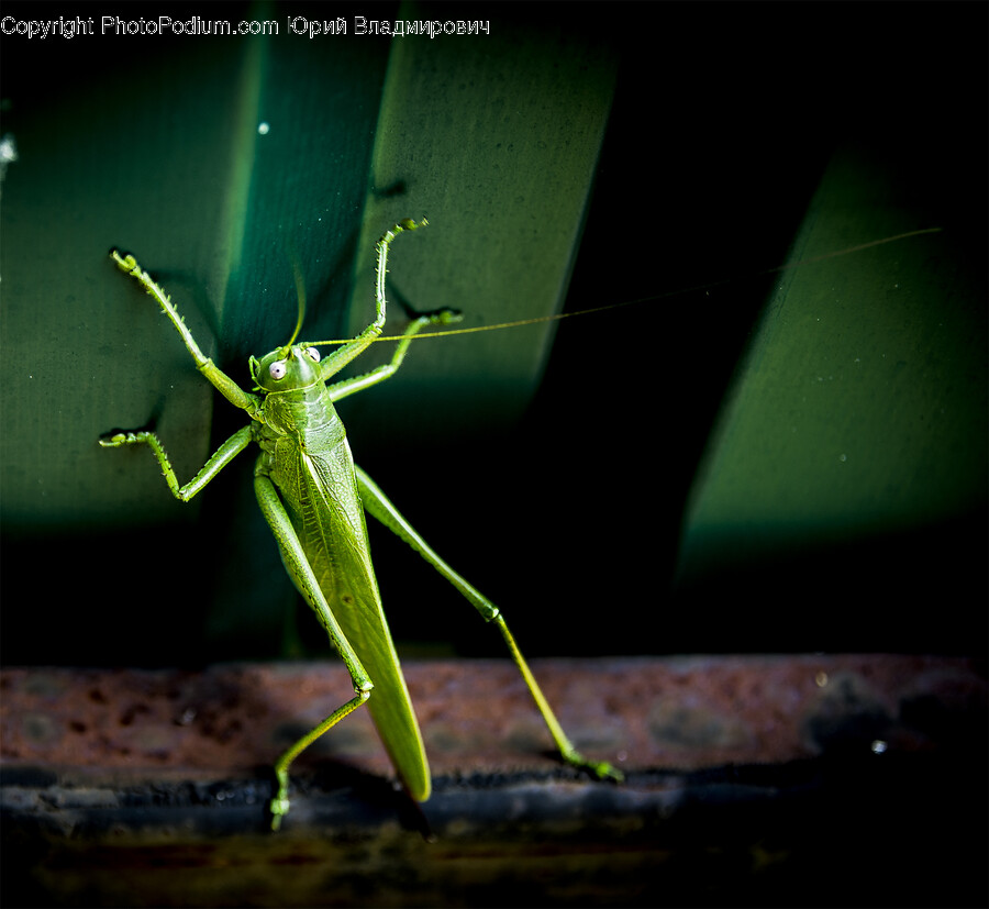 Cricket Insect, Insect, Animal, Invertebrate