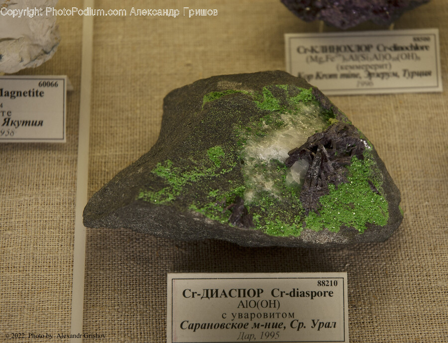Plant, Moss, Mineral, Money