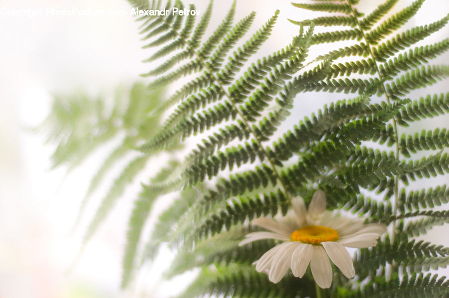 Fern, Plant, Blossom, Flora, Flower, Daisies, Daisy