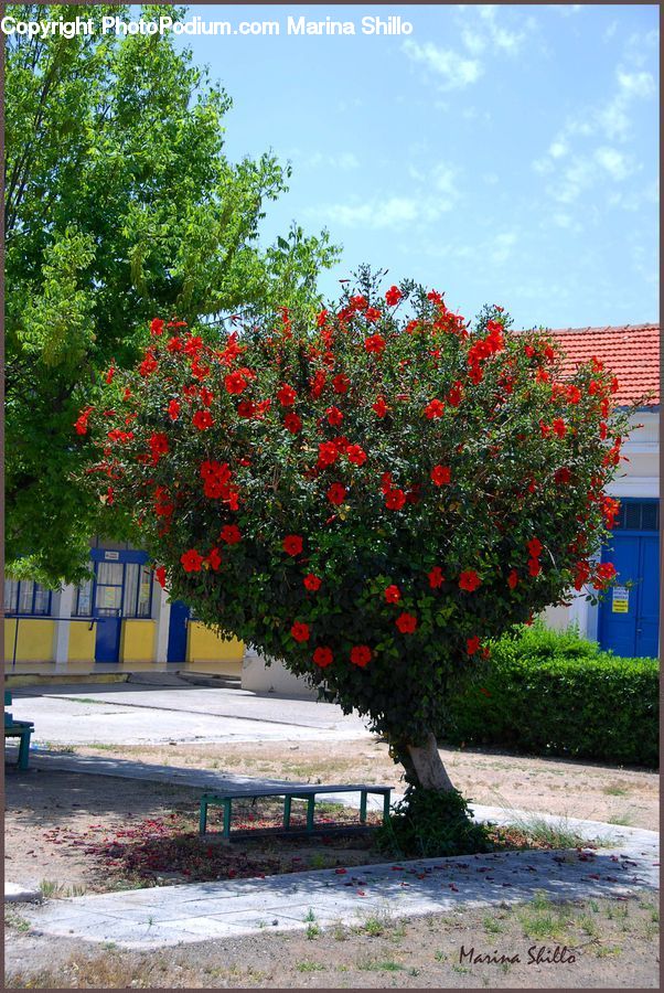 Plant, Potted Plant, Bench, Tree, Bush, Vegetation, Blossom