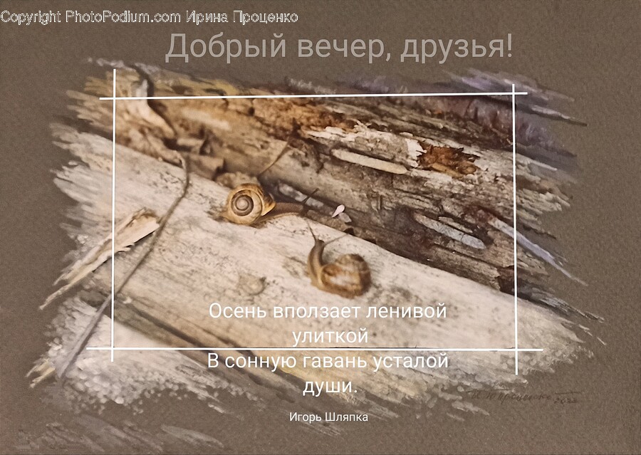 Soil, Wood, Archaeology, Plywood, Bird