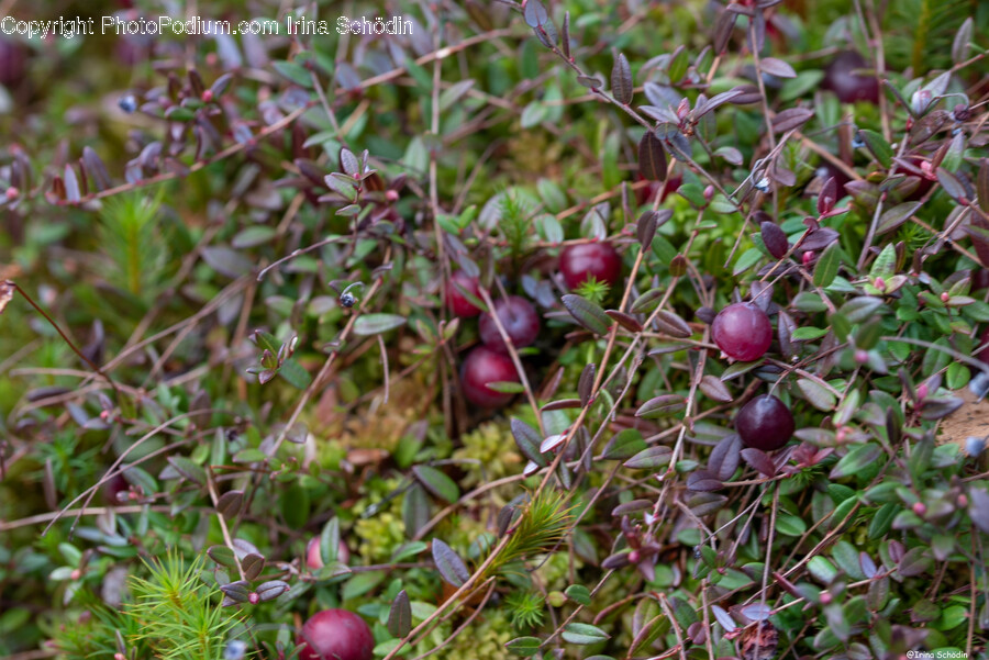 Plant, Apple, Fruit, Food, Blueberry